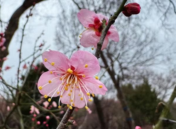 南京多个景区梅花初绽 “梅”好时光即将开启