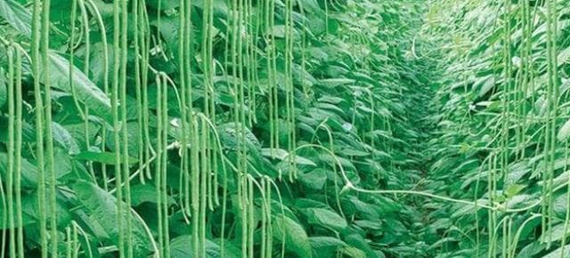 如何在正确的时间种植豆角？（豆角种植月份及注意事项）