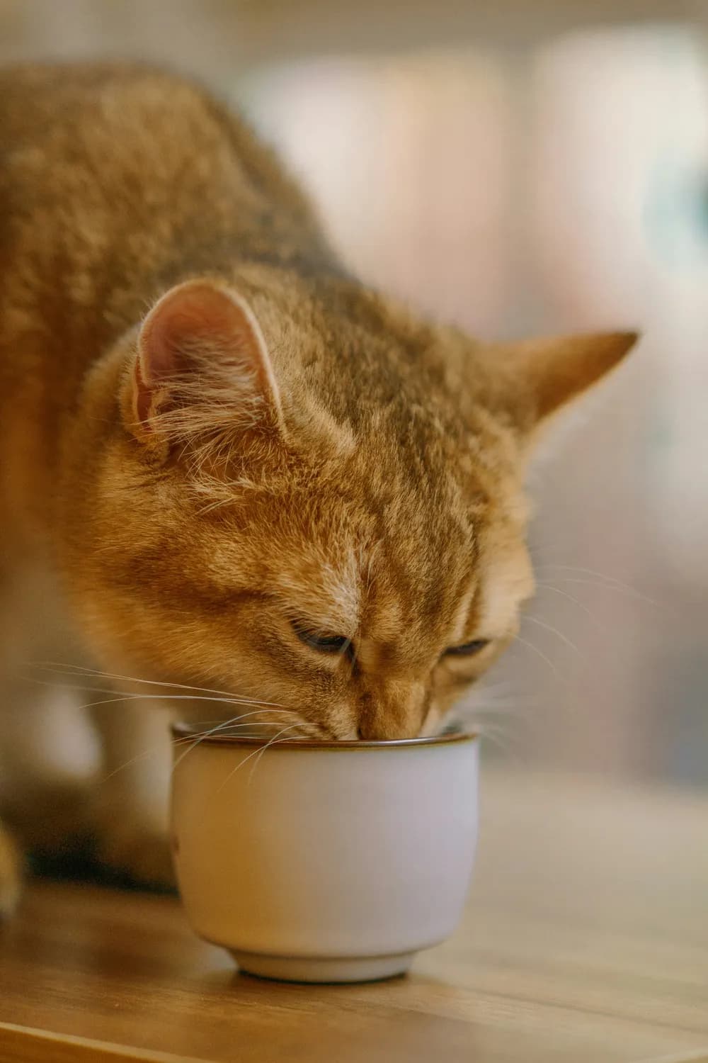 冬季猫咪喝温水的秘密：20-30度最适宜