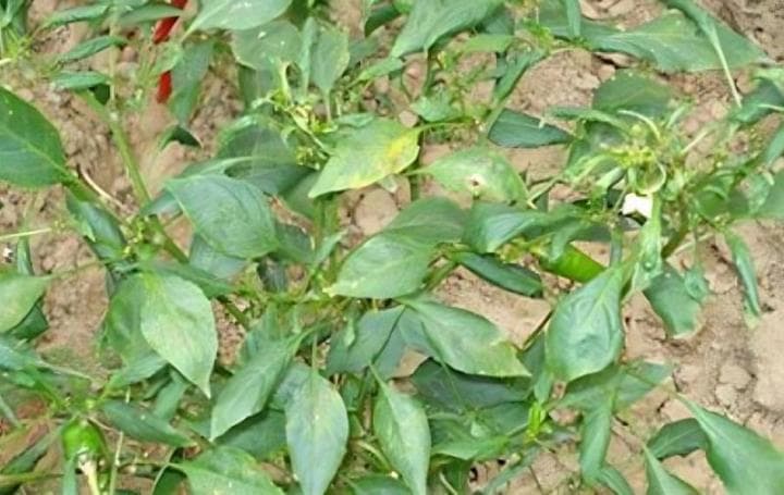 大面积种植辣椒怎样贮运保鲜？