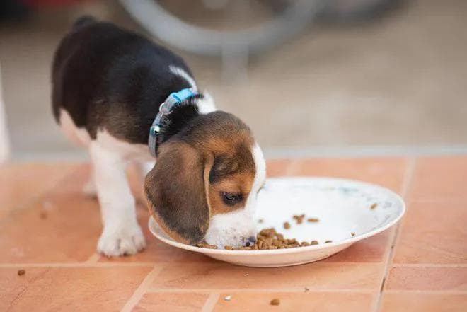 新生幼犬存活率太低？你知道刚出生的小狗要怎么照顾吗？