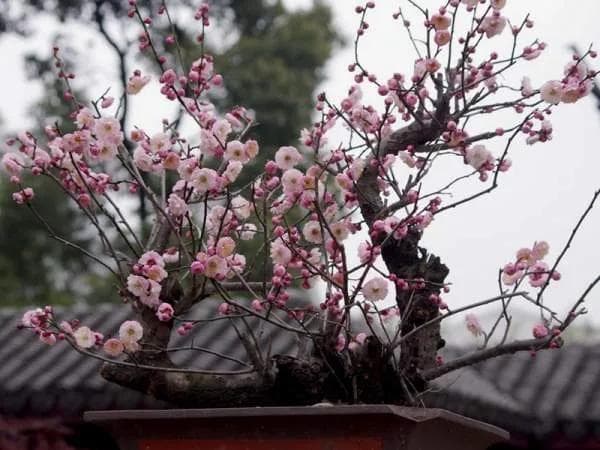 盆栽红梅制作与养护完全指南
