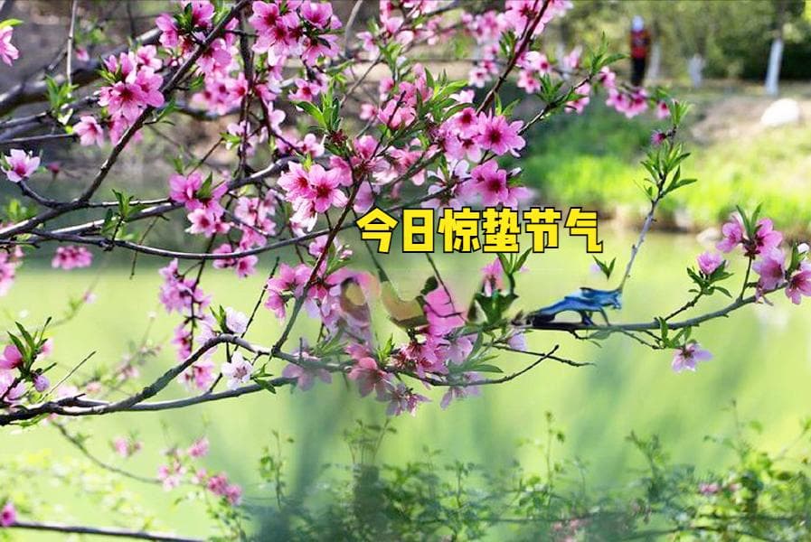 今日惊蛰，牢记“做2事、忌2事、吃2样”习俗，健康丰收福气多