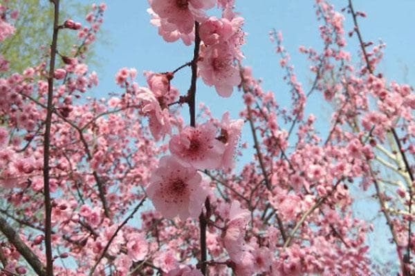 梅花什么时候开花？不同地区的花期及品种介绍