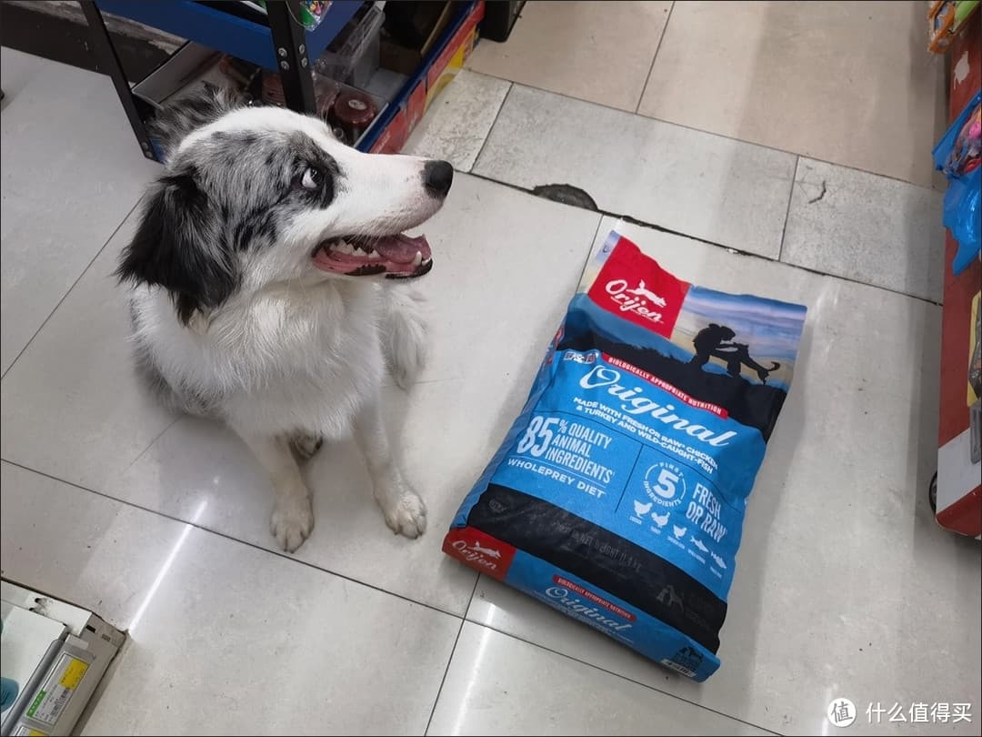 夏日炎炎，爱犬怎么办？