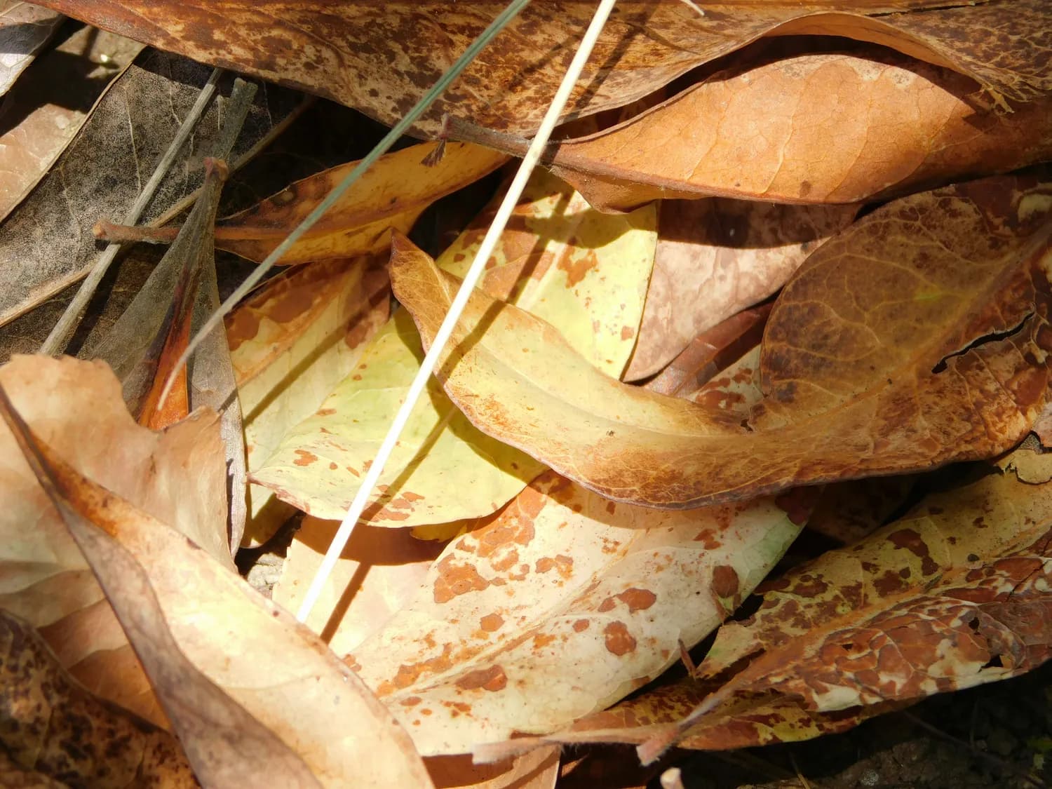 土茯苓：一种适合秋冬养生的中药材及食用指南