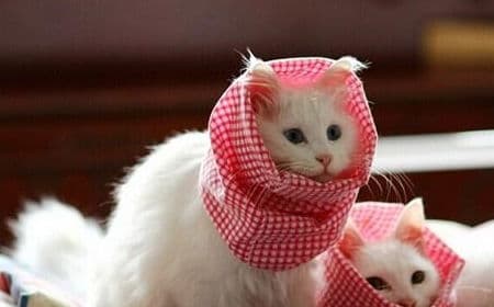 猫咪掉毛少，养宠秘籍：健康护理，定期梳，喂对食。