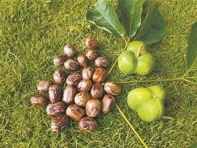3种橡胶籽提取物发现 有望改善禽肉品质