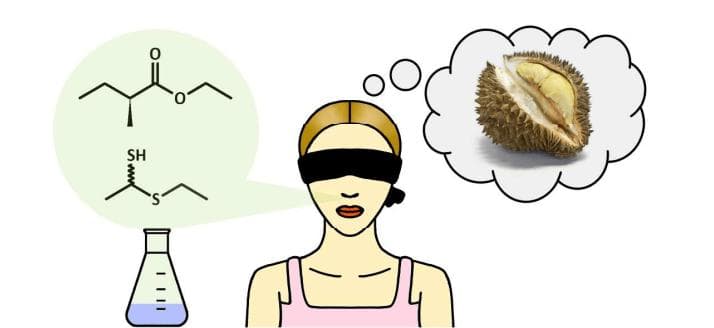 榴莲的臭味相关物质是什么？科学界早就做过相关研究！