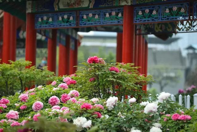 国色芳华热播：菏泽牡丹再获瞩目引发经济热潮