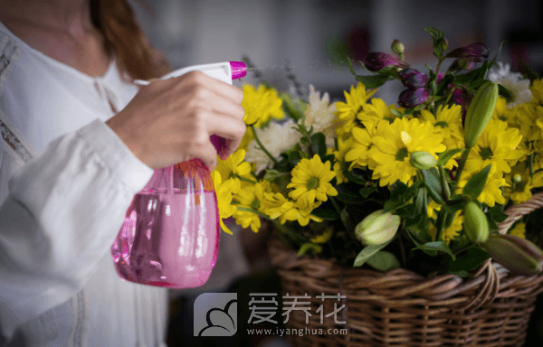 怎样清理花卉叶面