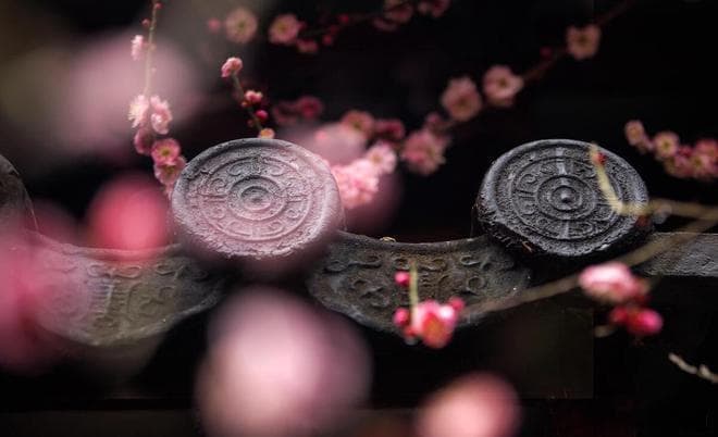 南京6大免费赏梅胜地全攻略：从景点到拍摄技巧一应俱全