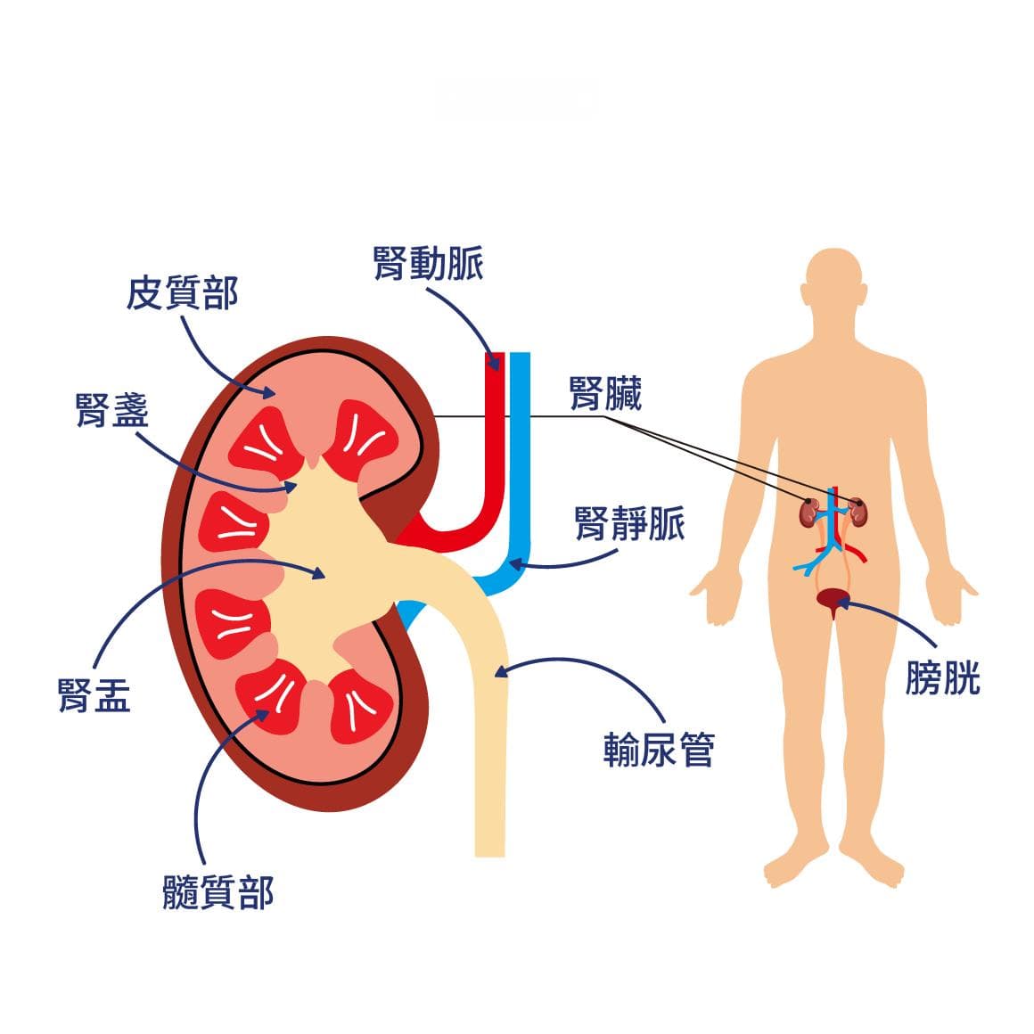 肾功能评估：如何进行与检测方式