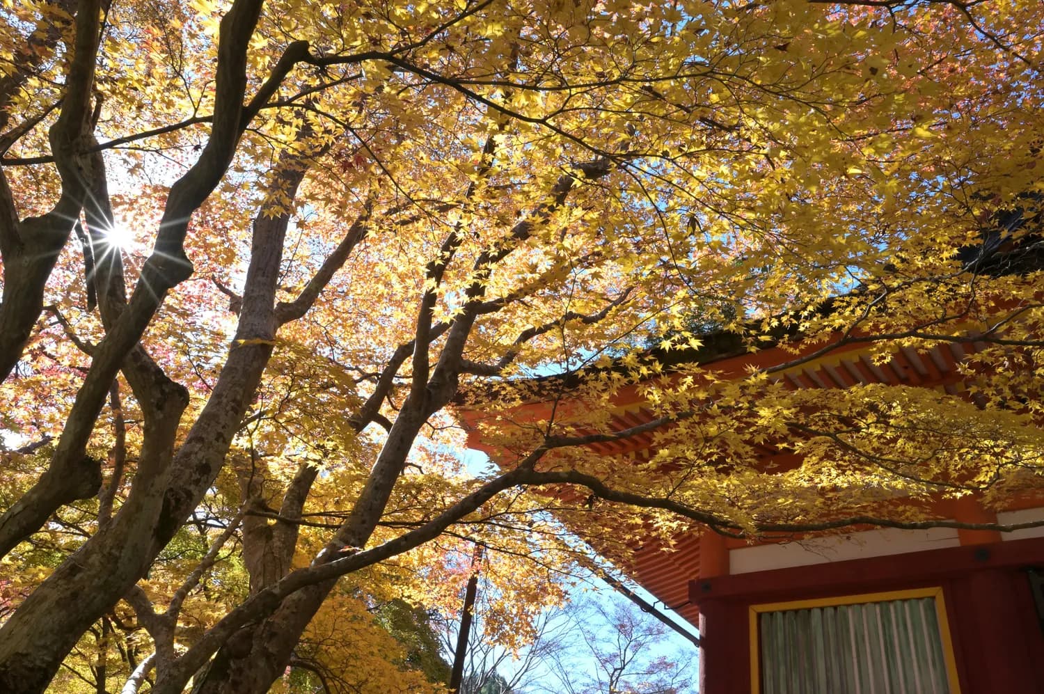 秋游嵩山少林寺：金黄银杏与千年古刹的完美邂逅