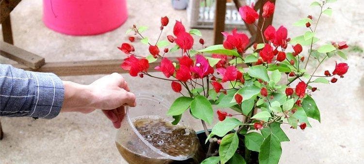三角梅施肥全攻略（让你的三角梅花开得更美丽）