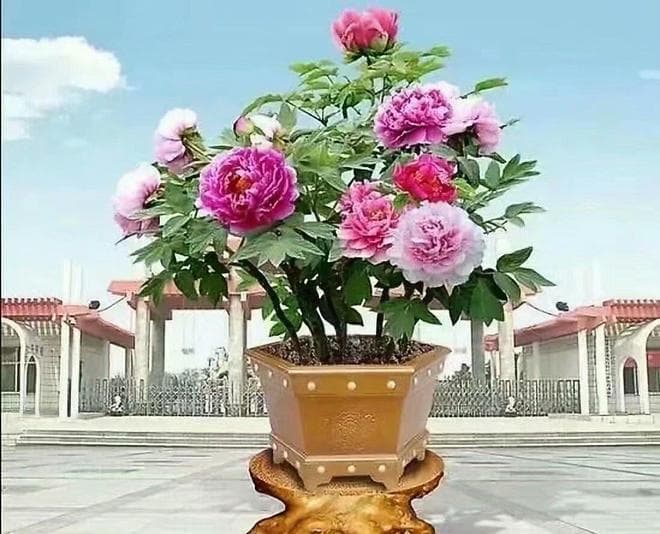 牡丹花开时：季节之约与养护奥秘