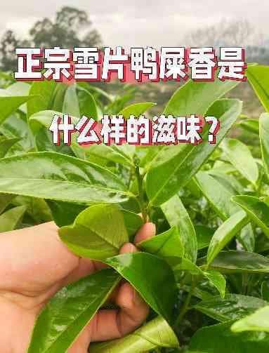 雪片鸭屎香的功效与作用全揭秘
