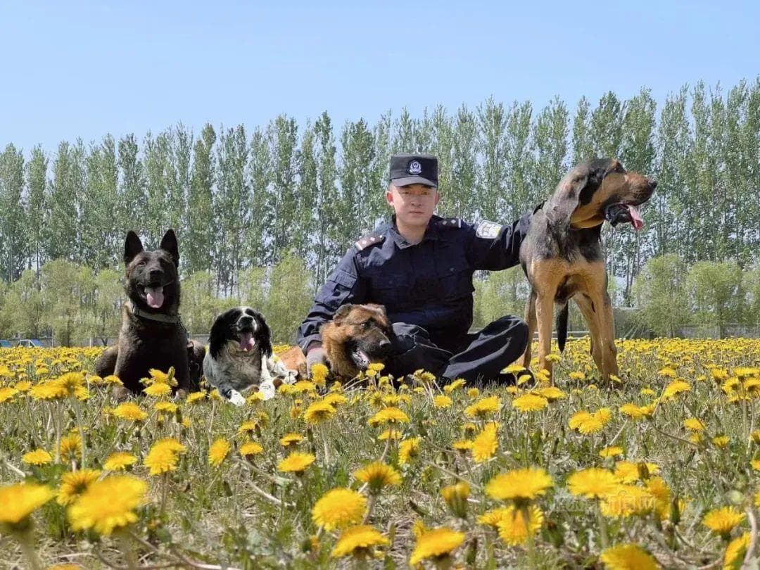 最长追踪记录200公里｜警犬界的“阿甘”寻血猎犬来了