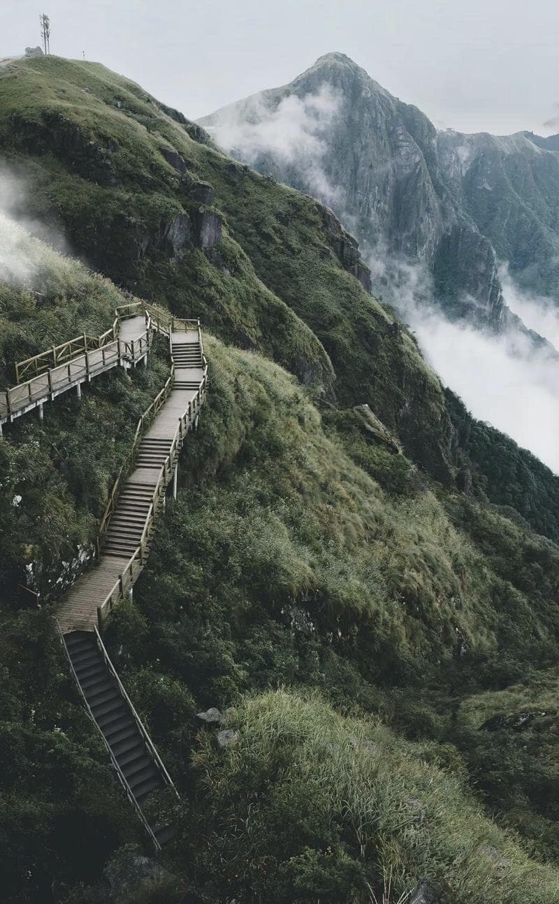 何首乌在中医药中的应用探讨
