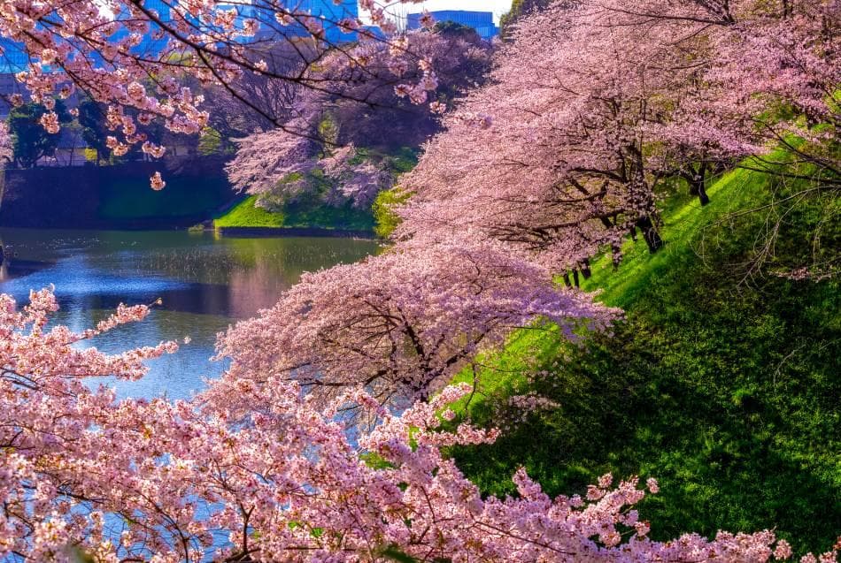 东京春季旅游指南
