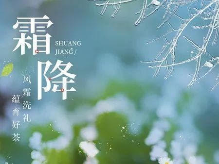 霜降好“食”光：自制川贝雪梨膏
