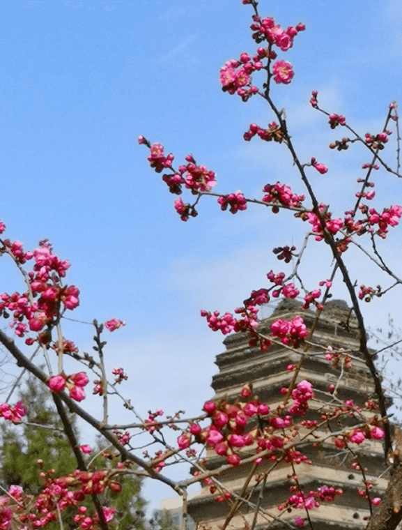 “落梅庭榭香 芳草池塘绿” 西安梅花赏花图鉴