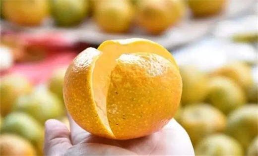 做陈皮的柑橘有哪些品种