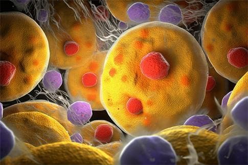 饿一饿能多活20年？科学家发现：饥饿时，细胞会自己“吃掉”自己