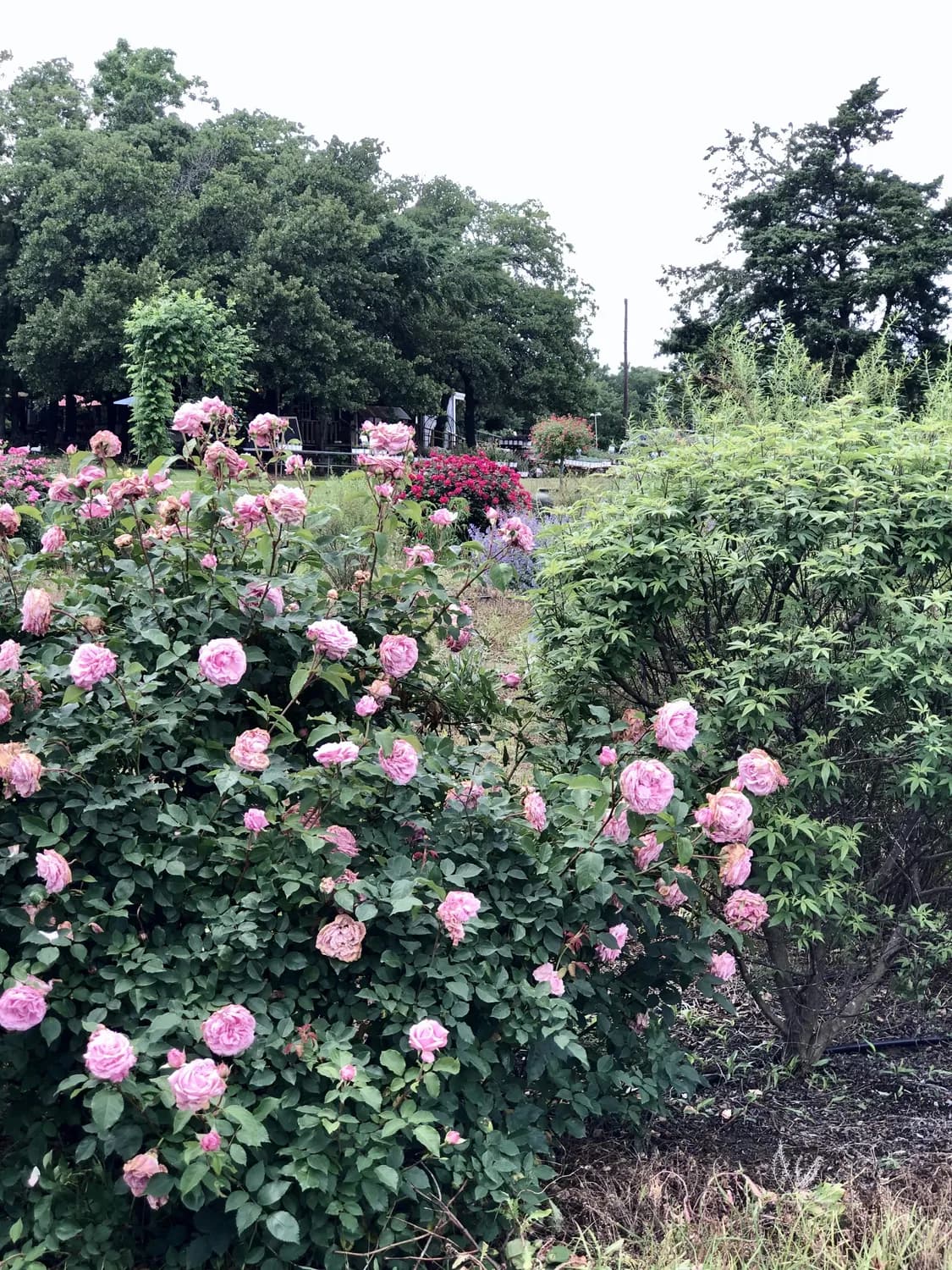 约瑟芬皇后的秘密花园：玫瑰养护大揭秘