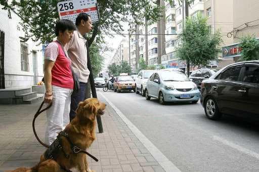 揭秘导盲犬如何识别红绿灯：不只是看颜色那么简单