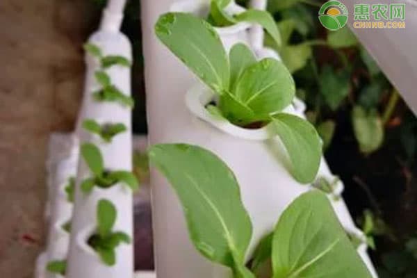 无土栽培的植物有哪些？