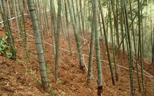 竹林管理有讲究：5大技术要点助增产提质