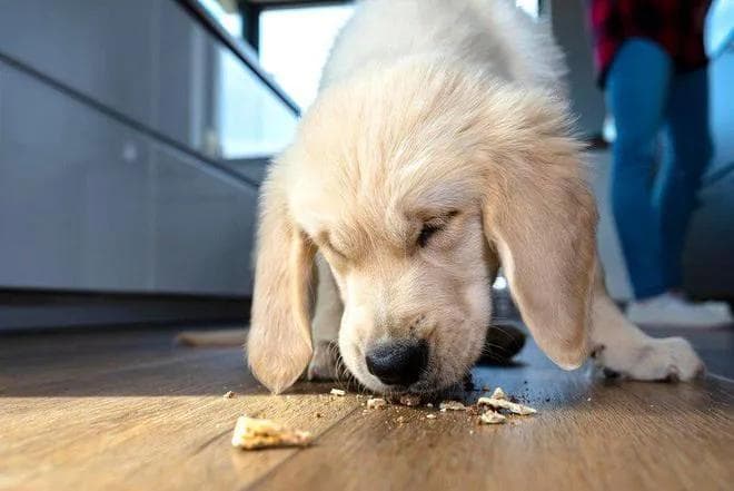 狗狗健康饮食全攻略：五大成分让你的爱宠健康无忧！