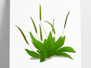癃清胶囊是饭前使用还是饭后使用？