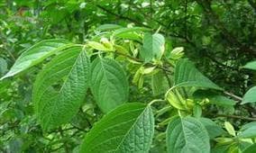 杜仲树有什么作用？它的健康益处和使用方法是什么？