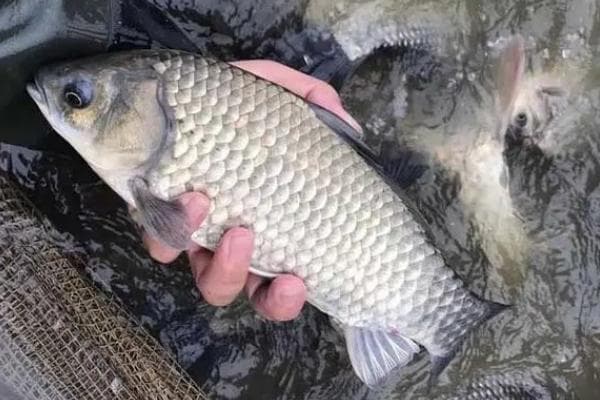 工程鲫：生长速度快且摄食力强的三倍体鲫鱼