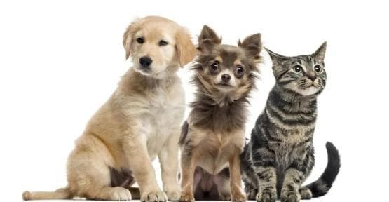 这些动物会传播狂犬病！被抓、咬伤了要这样处理→