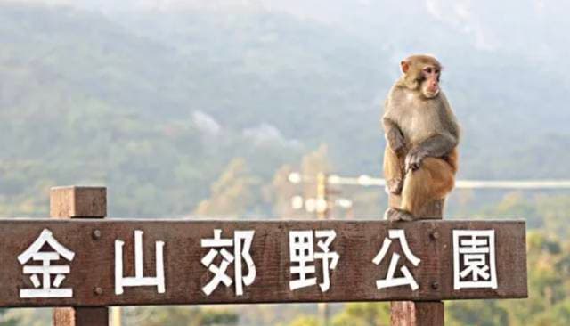 上热搜的猴疱疹病毒，与猴痘不是一回事！