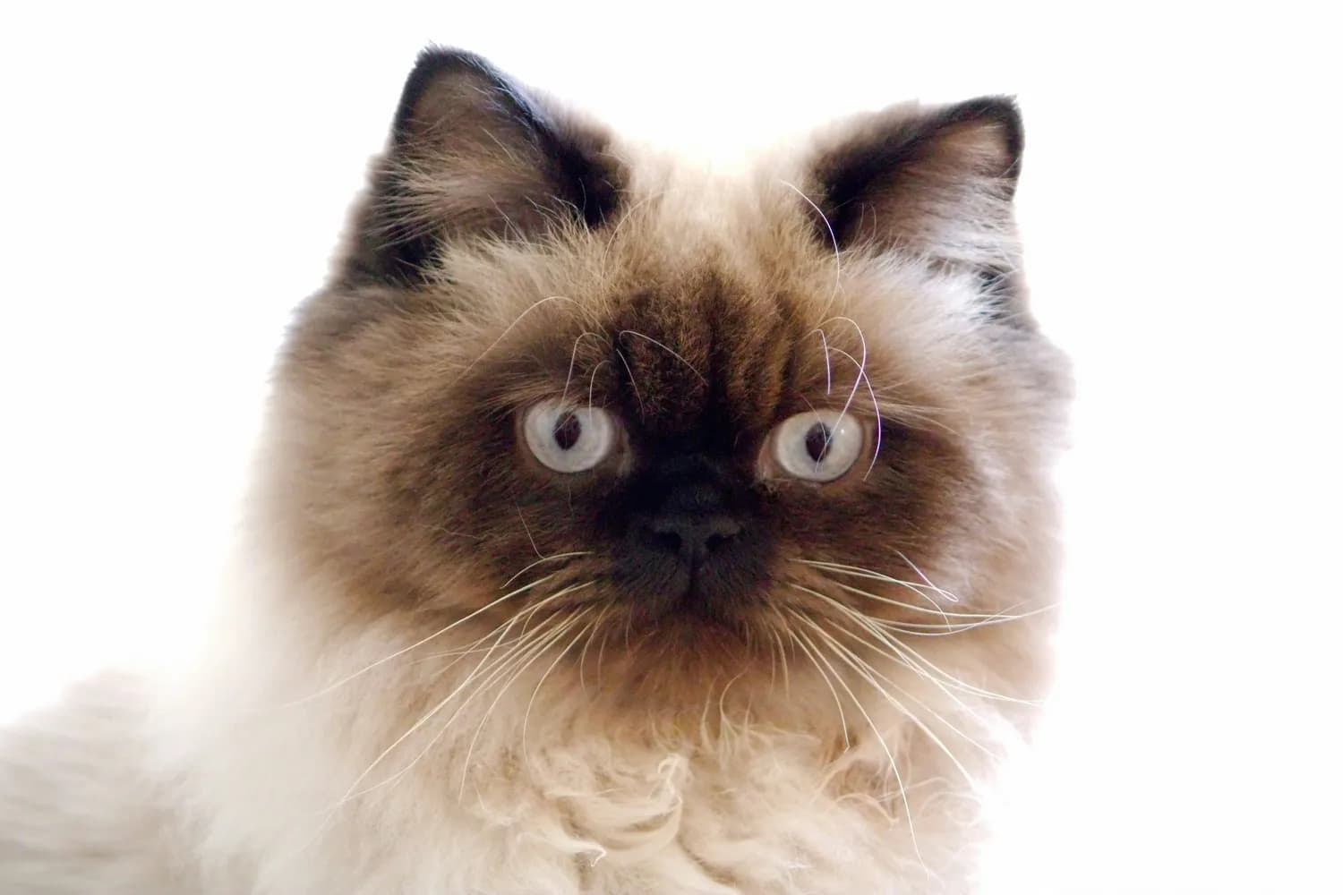 金吉拉PK波斯猫：谁才是喵界颜值担当？
