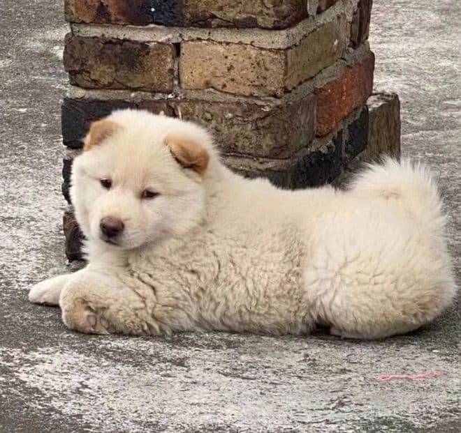 老祖宗严选的宝藏犬种：中华田园犬四眼金包银和土松的前世今生