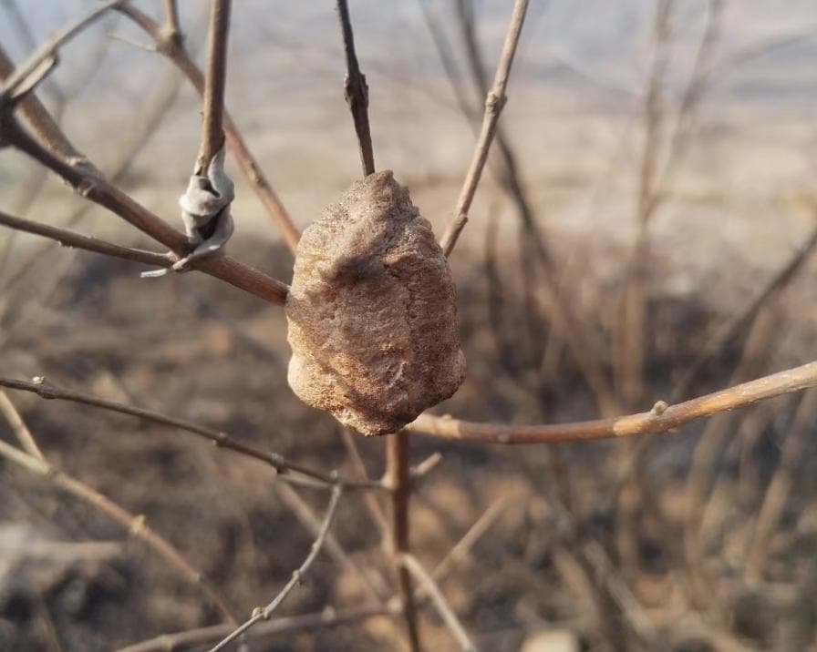 桑螵蛸：桑树上的珍贵中药材，三大功效你可能不知道