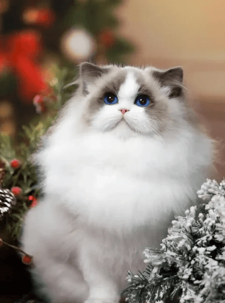 十大猫咪美丽排行榜，谁才是颜值之王？