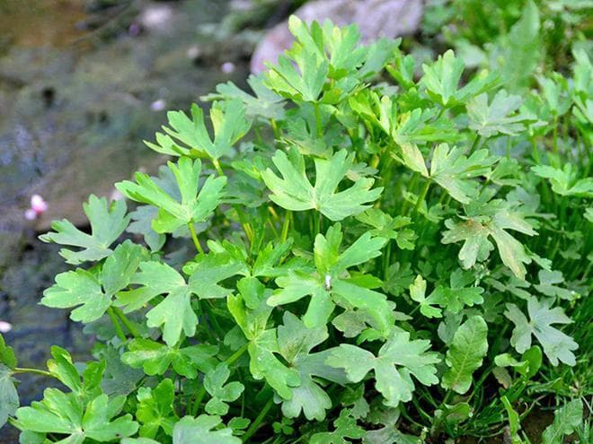 石龙芮、白头翁、毒芹：三种易与野芹菜混淆的有毒植物