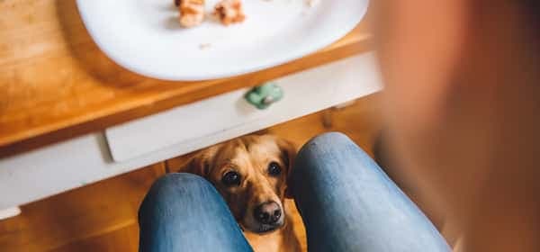 7种对狗来说可能是致命的人类食物