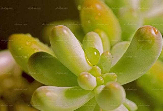 石莲花的食疗或药用价值
