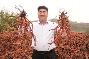 嵩县万亩丹参产业：党建引领下的乡村振兴新实践