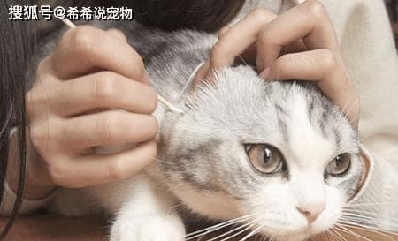 预防猫咪耳螨，定期清洁耳朵，保持干燥。