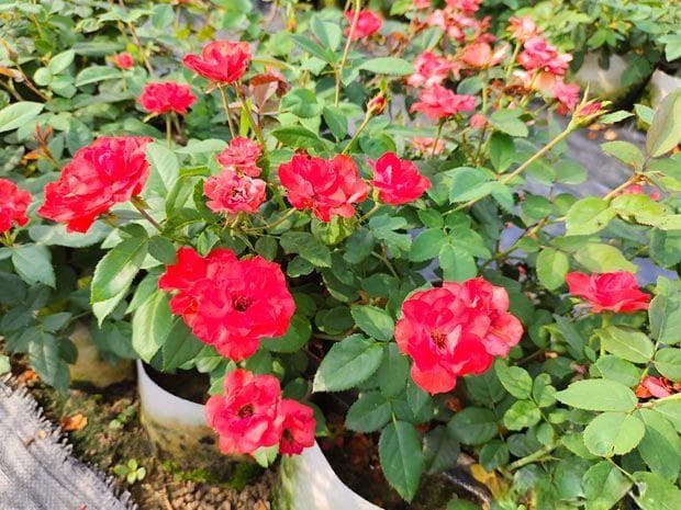 如何养殖月季花？从选土到修剪的全面指南