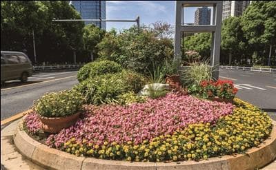 30余种花卉争扮常州道路颜值担当