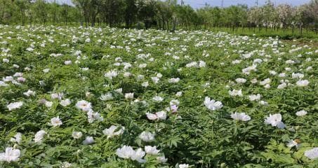 牡丹种植条件是什么？哪些地方最适合种植牡丹？
